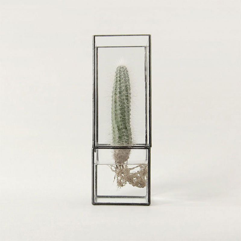 1012-terra-glass-terrarium-cactus